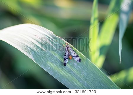 Panoarpa Leaning Against A Leaf With A Green Gradient Background