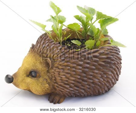 Igel