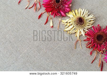 Natural Background With Dry Flowers Gerbera On Linen Cloth For Greeting Card Or Fon. Three Dry Flowe