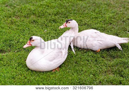 Mulard Duck On Green Grass. Ducks With Cropped Beaks. Debeaking. An Adult Birds Which Has Been Beak-