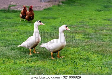 Mulard Duck On Green Grass. Ducks With Cropped Beaks. Debeaking. An Adult Birds Which Has Been Beak-