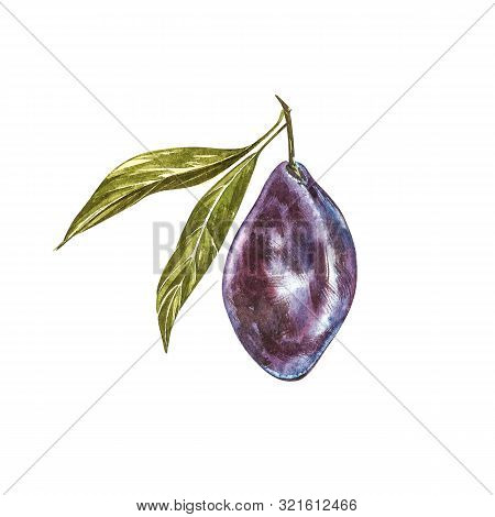Ripe Plum And Branch With Flowers. Plum Drawing Watercolor Isolated On White Background. Watercolor 