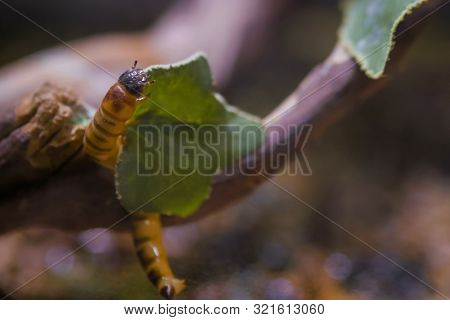 Zophobas Morio Worm Crawls On Leaf - Close Up View. . Exotic Animal, Insect, Macro And Wildlife Conc