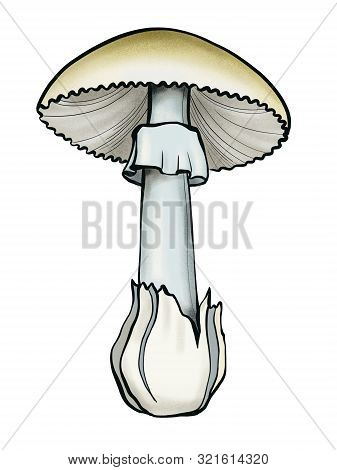 A Stylized Image Of A Toadstool On A Long Stalk With A Dirty Green Open Hat And A Gray Skirt. Drawn 