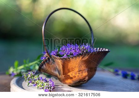 Fresh Blooming Hyssop Plant In A Metal Basket, Outdoors