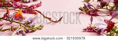 Panoramic Shot Of Diverse Wildflowers On Pink Background