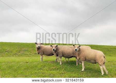 Three Curiously Looking Sheep