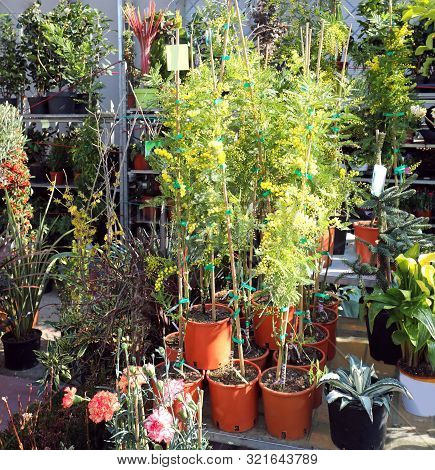 Potted Plants And Beautiful Mimosas Sold At The Market Stall During The Festival