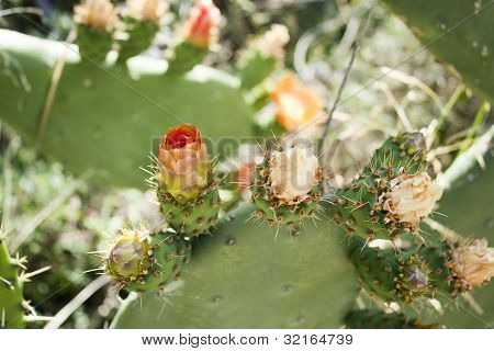 Blumen des Kaktus