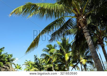 Group of close up tall palm trees over clear blue sky in Florida, USA