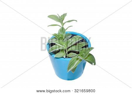 Tradescantia Albiflora Plant With Green And White Striped Leaves. Home Plant