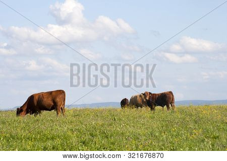 Cows And Baby Calf On Meadow Grazing