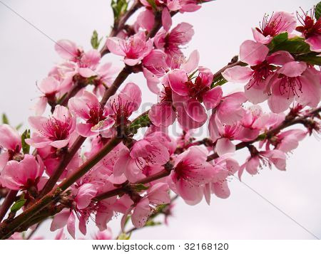 Pfirsich Blüten