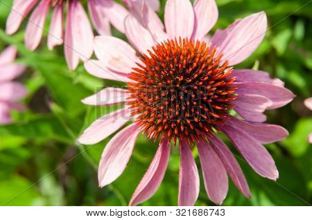 Cone Shaped Flower Of A Echinacea, Surrounded By Pink Petals, Top View, Selective Focus
