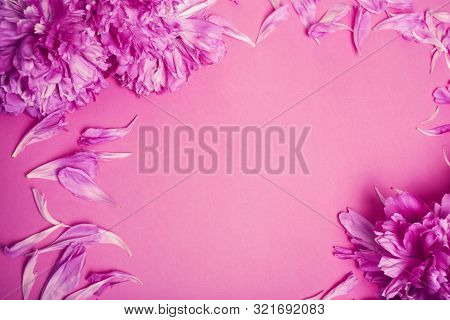 Pink Background With Piony And Petails Copyspace Close Up