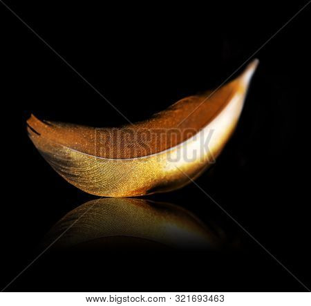 The feather is covered with gold paint close-up. Pen for calligraphy. Golden feather.