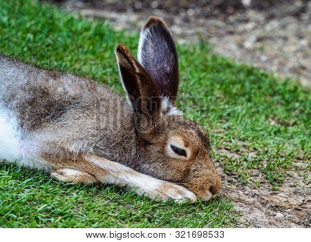 Mountain Hare, Lepus Timidus, Also Known As The White Hare.