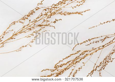 Dry Grass Golden Colored On Light Background For Wedding Cards, Valentines Day Or Screensaver. Minim
