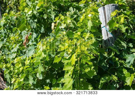 Detail Of Vineyards In Ribera Sacra In Tronceda, Ourense, Galicia, Spain.