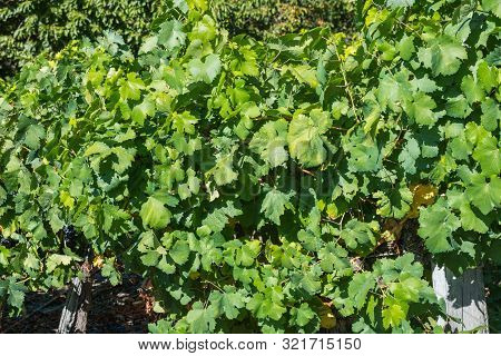 Detail Of Vineyards In Ribera Sacra In Tronceda, Ourense, Galicia, Spain.