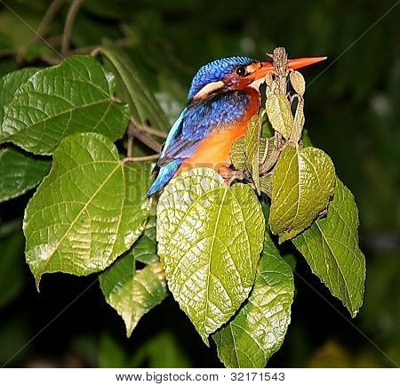 Kingfisher på Kinabatangan River, östra Malaysia