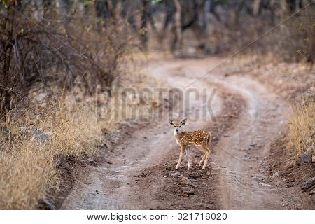 Cute Fawn Of Spotted Deer Or Chital Or Cheetal Or Chital Deer Or Axis Deer Or Axis Axis In Middle Of
