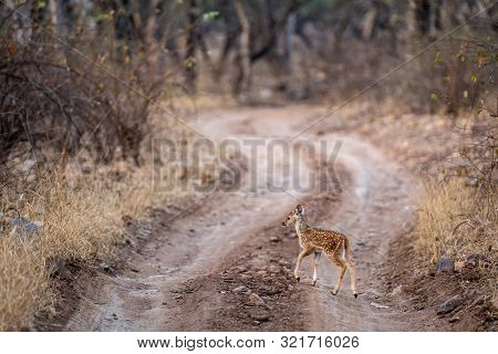 Cute Fawn Of Spotted Deer Or Chital Or Cheetal Or Chital Deer Or Axis Deer Or Axis Axis In Middle Of
