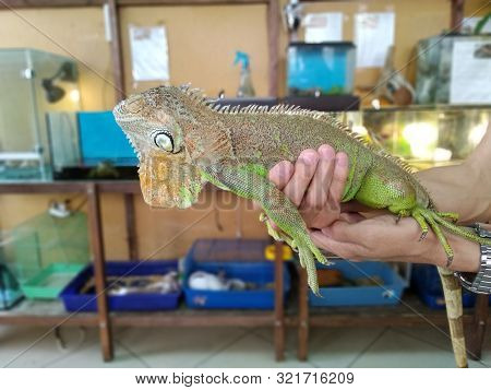 A Man Holds With Two Hands A Iguana Lizard In A Contact Zoo.