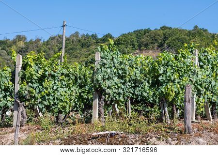 Some Vineyards In Ribera Sacra In Tronceda, Ourense, Galicia, Spain.