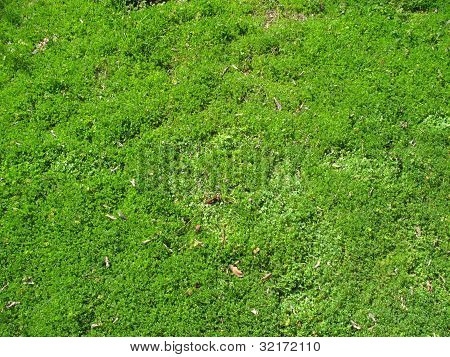 Pradera exuberante follaje
