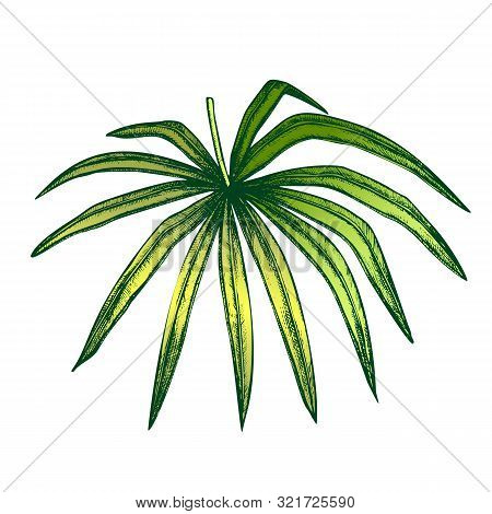 Thrinax Radiata Exotic Leaf Hand Drawn Vector. Detail Of Cultivated Palm Floral Leaf. Element Of Bea