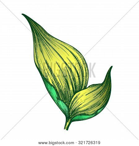 Rhapis Robusta Tropical Leaf Hand Drawn Vector. Decorative Jungle Floral Frond Leaf. Element Of Beau
