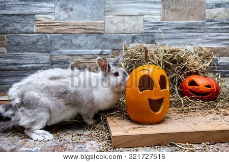 White Rabbit Is Studying Pumpkins For Halloween. Red And Yellow Jack O Lanterns On A Wooden Board An