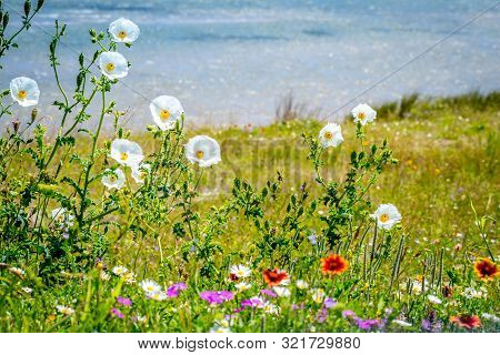 Assorted Type Of Beautiful Wildflowers In Aransas Nwr, Texas