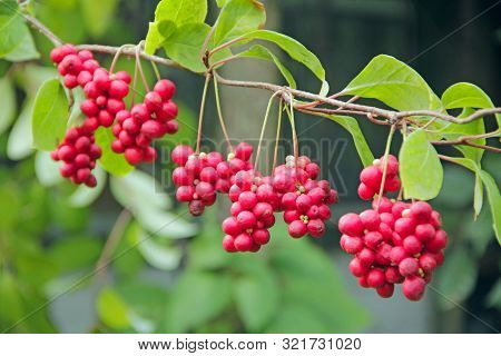 Red Fruits Of Schisandra Growing On Branch In Row. Ripe Schizandra On Liana In Garden