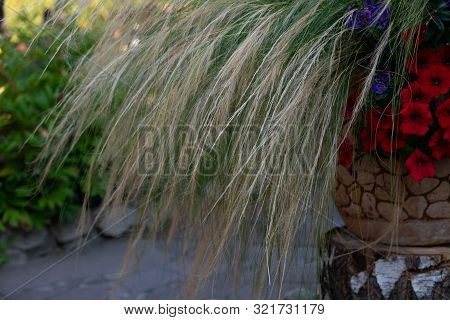Beautiufl Decotative Grass In A Summer Garden.