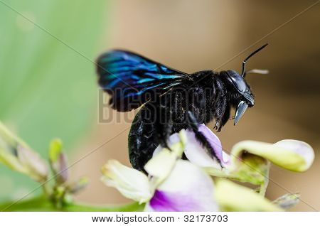 Carpenter Bee Macro In de natuur