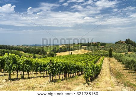 Rural Landscape Along The Road From Certaldo To Gambassi Terme, Florence, Tuscany, Italy, At Summer