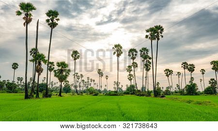 Sugar Palm Tree And Rice Field In Thailand With Beautiful Sunset Sky. Beautiful Pattern Of Sugar Par