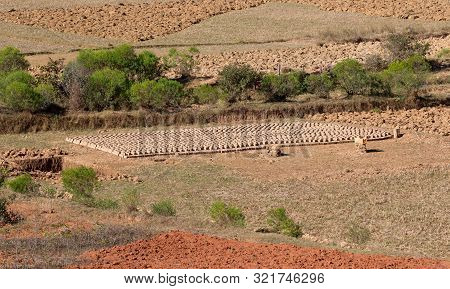 Mud Bricks Factory In Madagascar, Drying Bricks In The Field