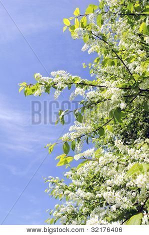 Aitaorapihlaja Bush kukkiva keväällä sininen taivas