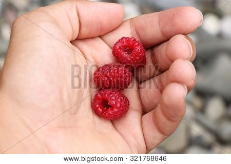 Young Ranger Collected Forest Berries Especially Rubus Idaeus Perfectly Colored In Red. Three Pecies