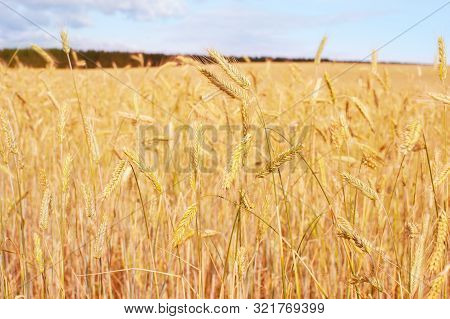 Wheet Field Ready For Crop In The Morning Light. Estonia