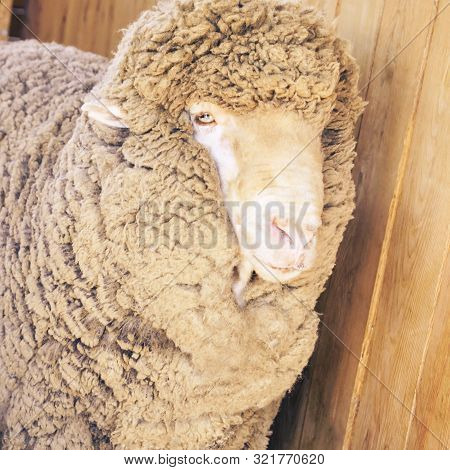 Sad Kulunda Breeding Sheep. Meat And Fur Farm Production. Animal Head. Closeup Portrait Staring