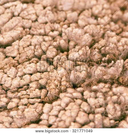 Sad Kulunda Breeding Sheep. Muzzle Sharing. Meat And Fur Farm Production. Animal Wool. Close Up Text