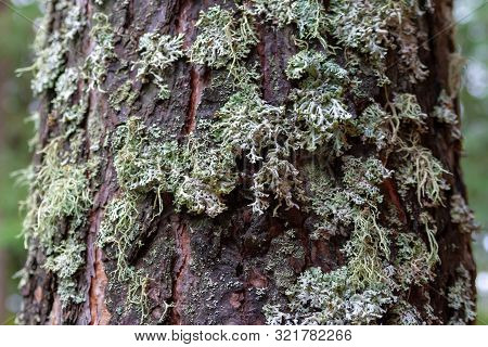 Lichen Parmeliaceae On Pine Bark, Closeup. Lichens Are An Indicator Of Environmental Cleanliness.