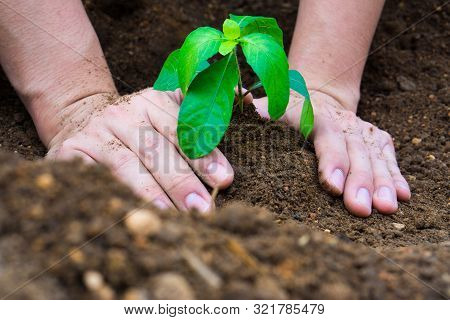 Close Up Hand Planting Tree Into The Soil. Earth Day. World Environment Day. Ozone Day.