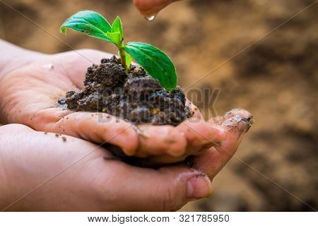 Male Hand Is Watering On Female Hand Hands Holding Little Tree Over Blurred Soil Background. Earth D