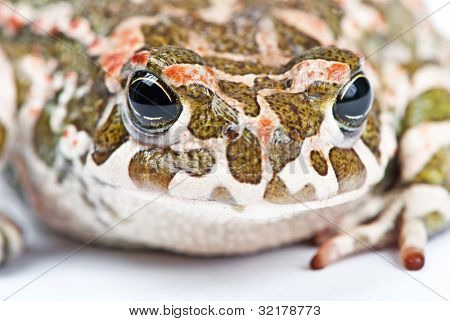Bufo viridis. Grønne tudse på hvid baggrund.