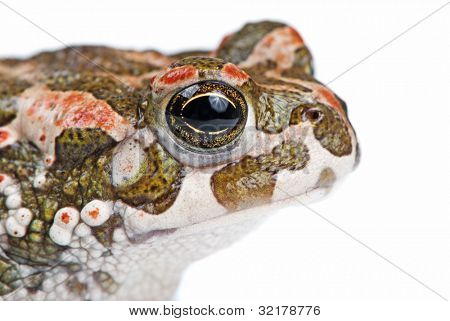 Bufo viridis. Grønne tudse på hvid baggrund.